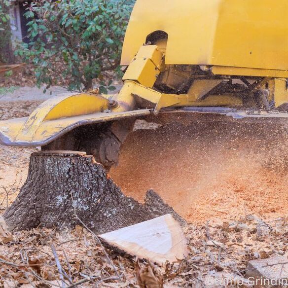 Professional worker operating a stump grinder machine to shred a wood tree stump into mulch.